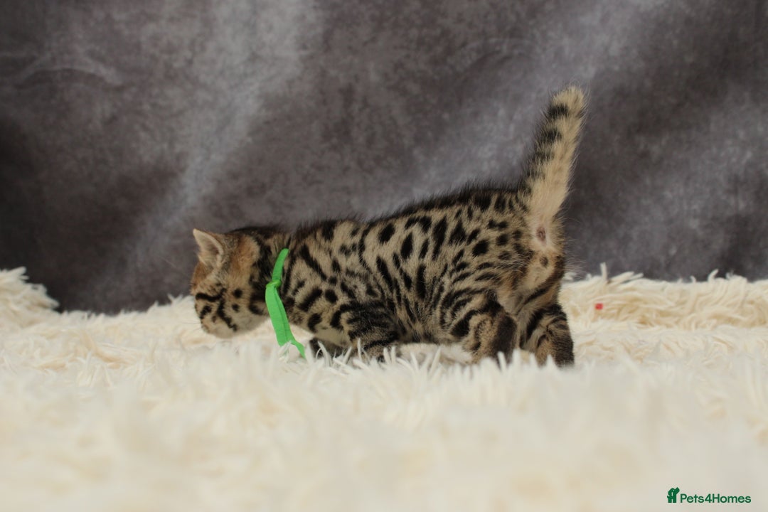 Bengal cats for sale: 🔥Stunning Bengals ready for reservation🔥 - Image 17