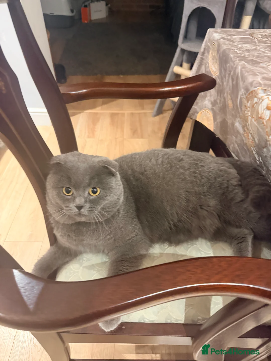 Scottish Fold cats for sale: Scottish fold❤️❤️❤️❤️ - Advert 15