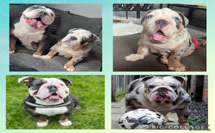 Olde English Bulldogge dogs - Advert 2