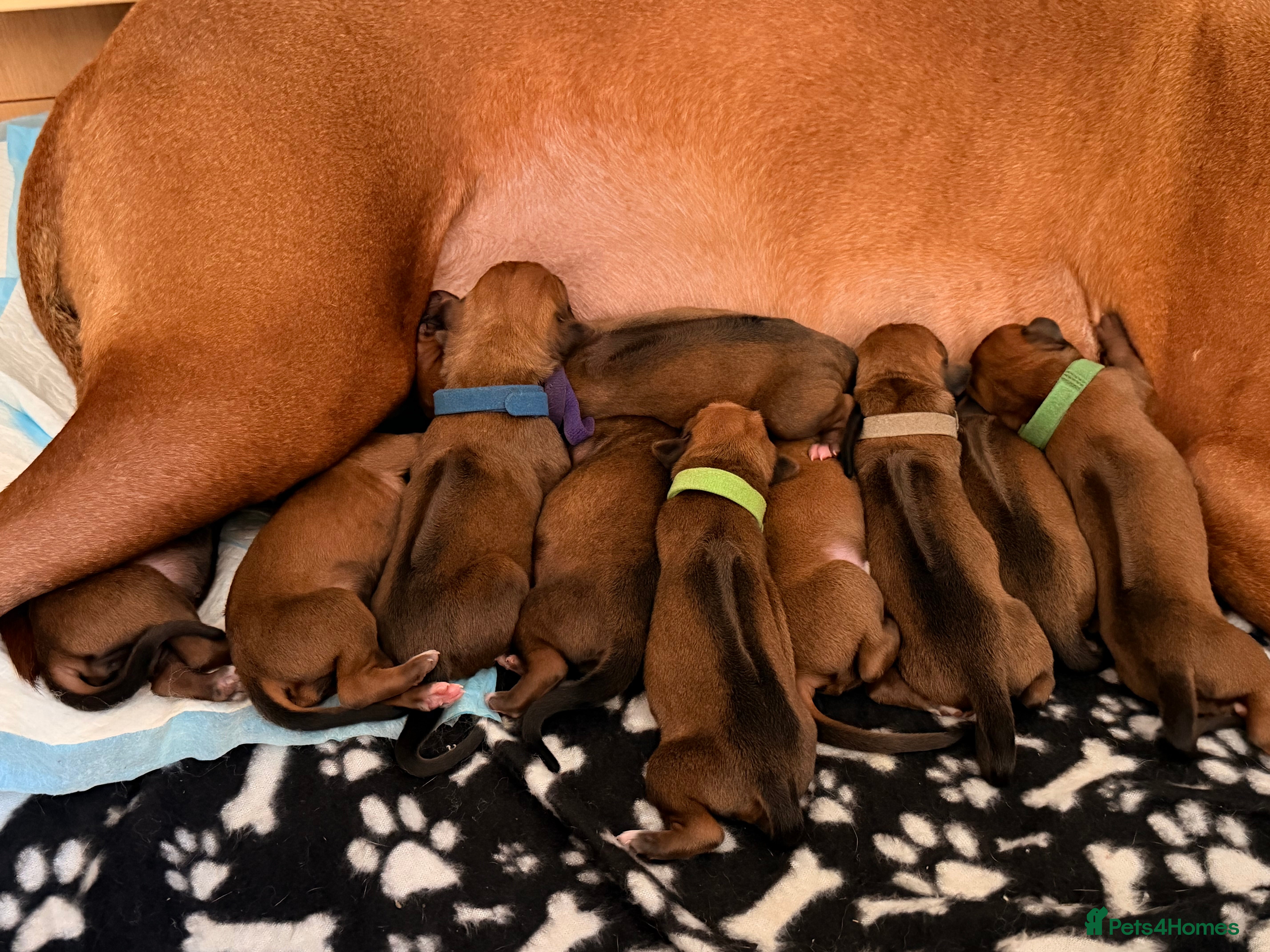 Rhodesian Ridgeback dogs Rhodesian Ridgeback Puppies For Sale - Advert 1