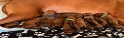 Rhodesian Ridgeback dogs for sale: Rhodesian Ridgeback Puppies For Sale in Basingstoke - Advert 1