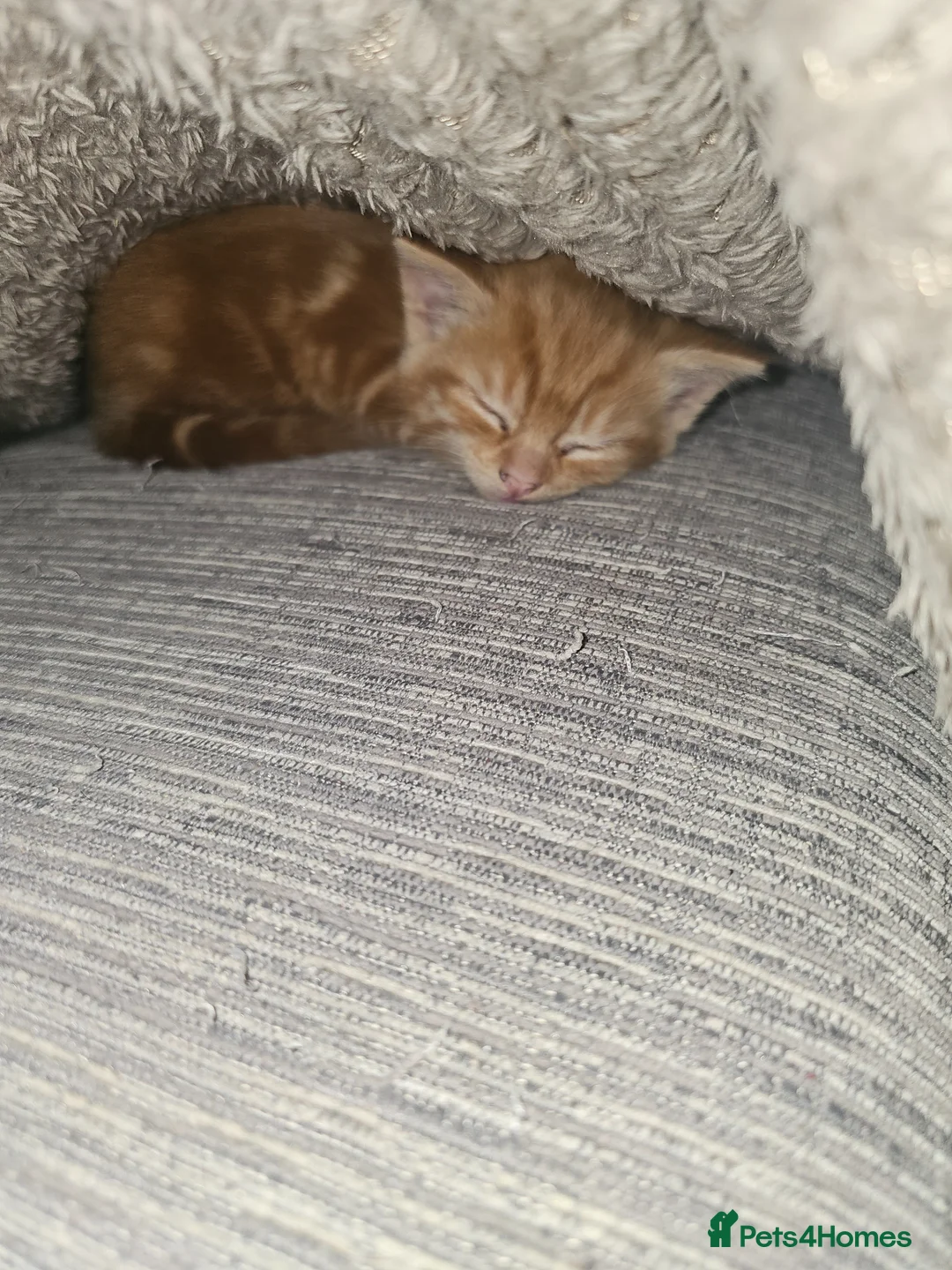 Mixed Breed cats for sale: Ginger male kitten for sale - Advert 5