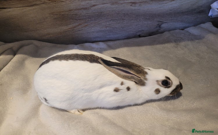 English Spot rabbits - Advert 13