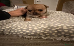 Chihuahua dogs for sale: Brother and sister Chihuahua - Advert 13