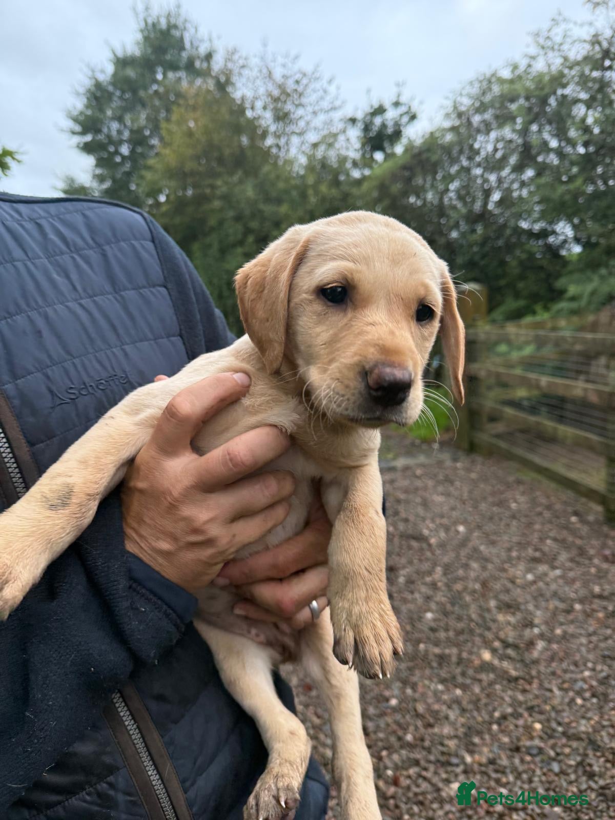 Labrador Retriever dogs England Gun Dog Team Sired Puppies - Advert 1
