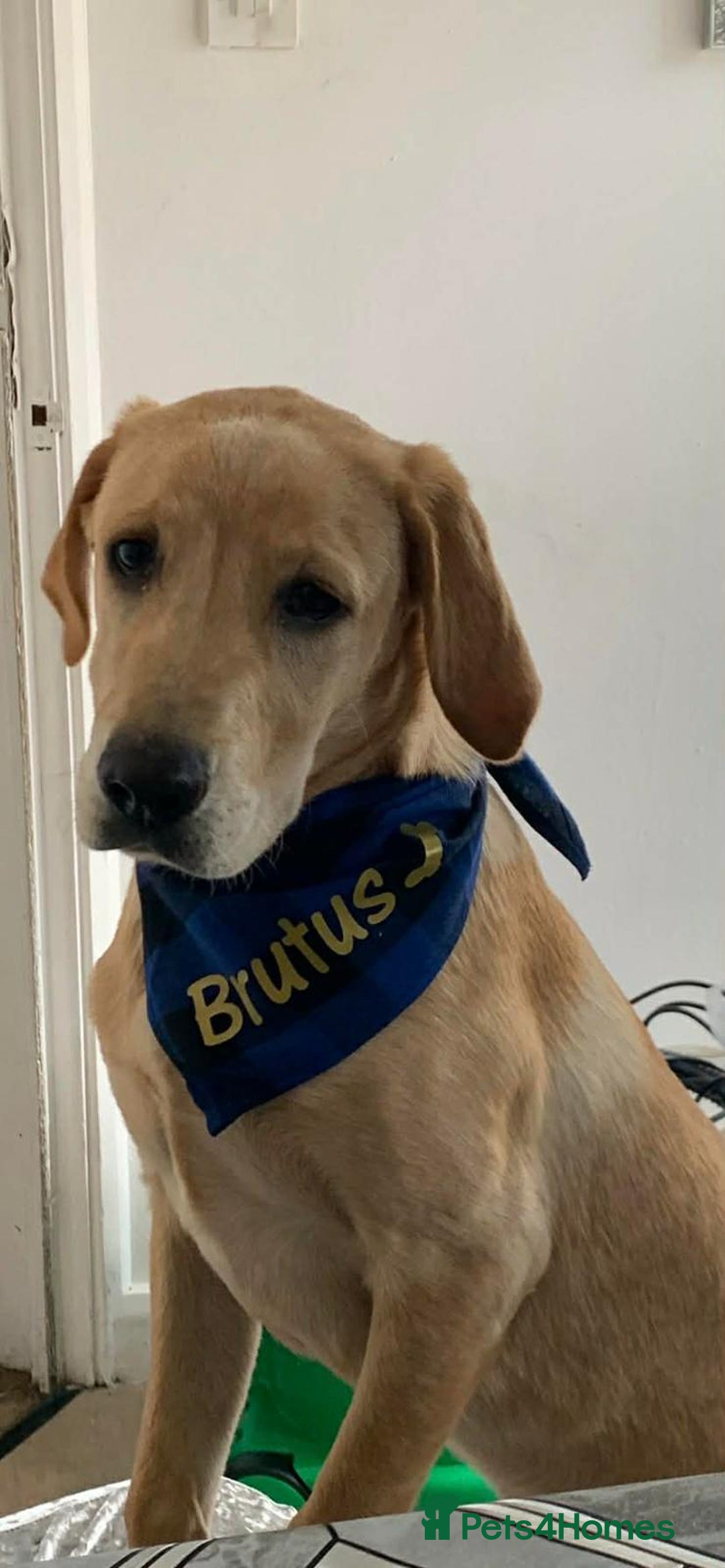 Labrador Retriever dogs for sale: 1 year old golden retriver - Advert 2