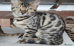 Bengal cats for sale: 1no. Female & 1no. Male Bengal Kittens available - Image 1