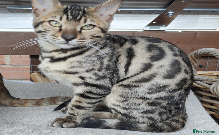 Bengal cats - Advert 12