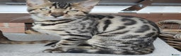 Bengal cats for sale: 1no. Female Bengal Kitten - Advert 1