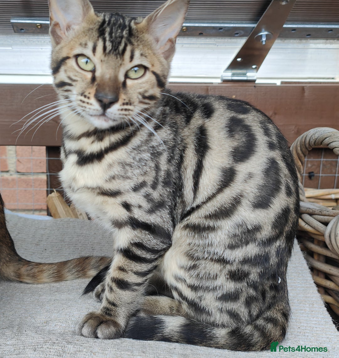 Bengal cats for sale: 1no. Female & 1no. Male Bengal Kittens available - Image 1