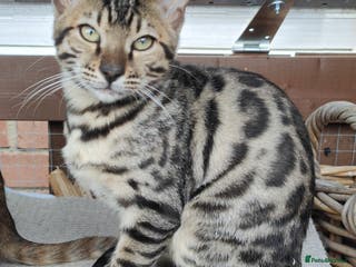 Bengal cats 1no. Female Bengal Kitten - Advert 12