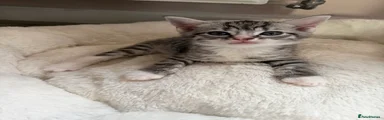 Bengal 1