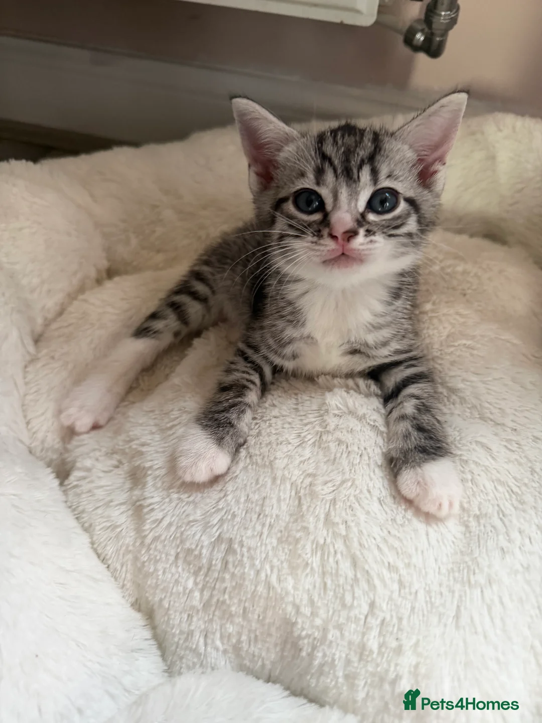 Bengal cats for sale: Beautiful baby kitten❤️ - Advert 12