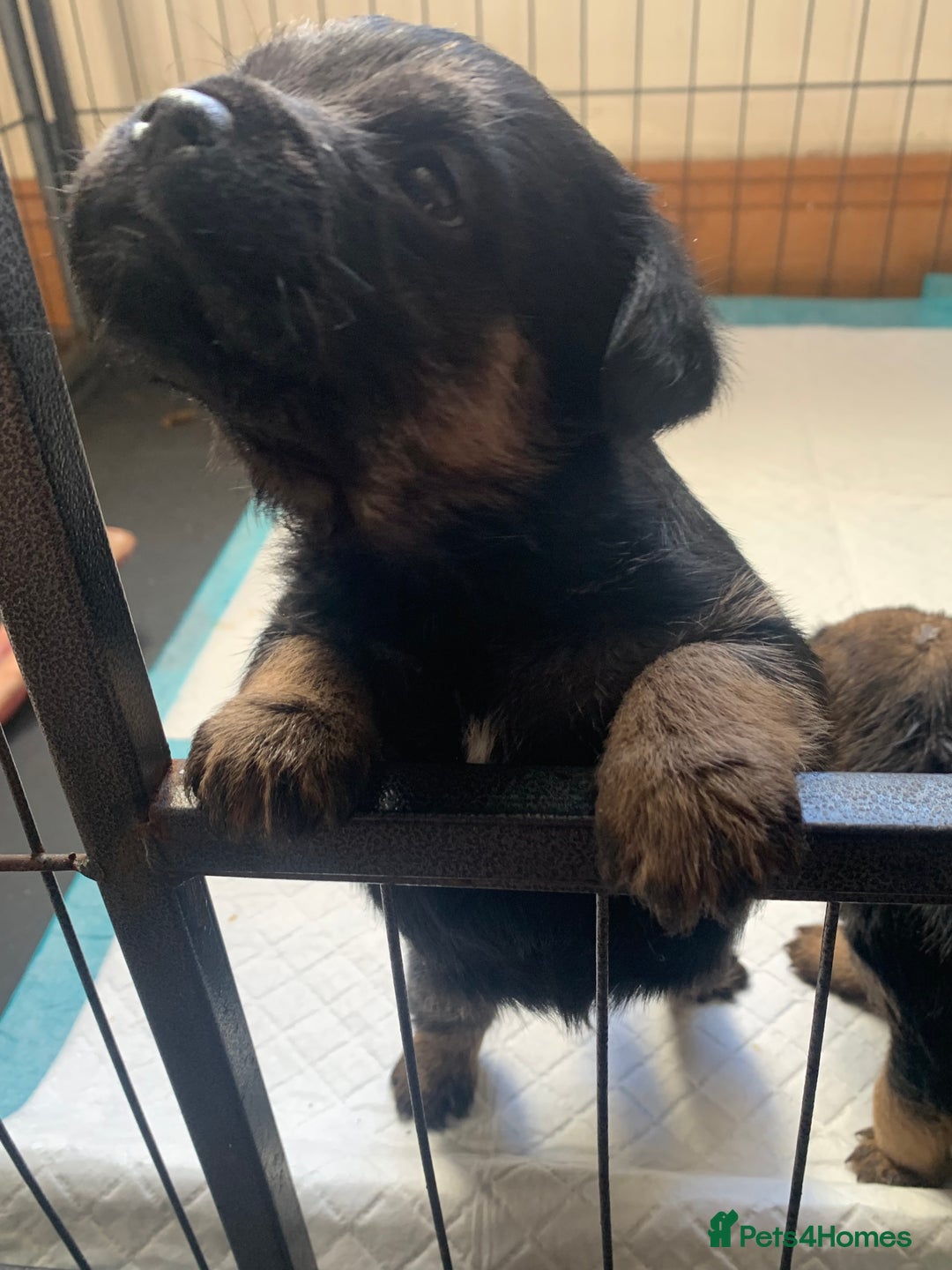 Border Terrier dogs for sale: Border terrier puppies  - Image 2