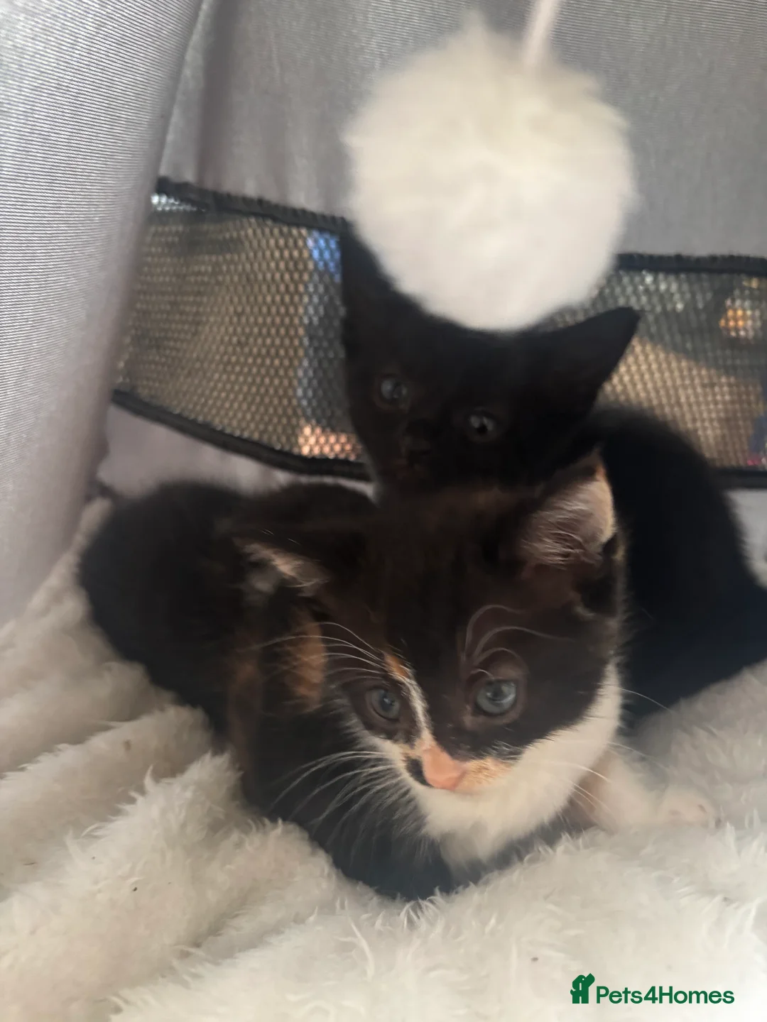 Mixed Breed cats for sale: Three little ones left to go.. in Barnsley - Advert 2