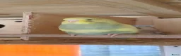 Budgerigars birds for sale: Baby budgies, easily tamed. Mixed colours - Advert 9