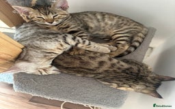 Mixed Breed cats for sale: Crossed BENGALS  - Image 19