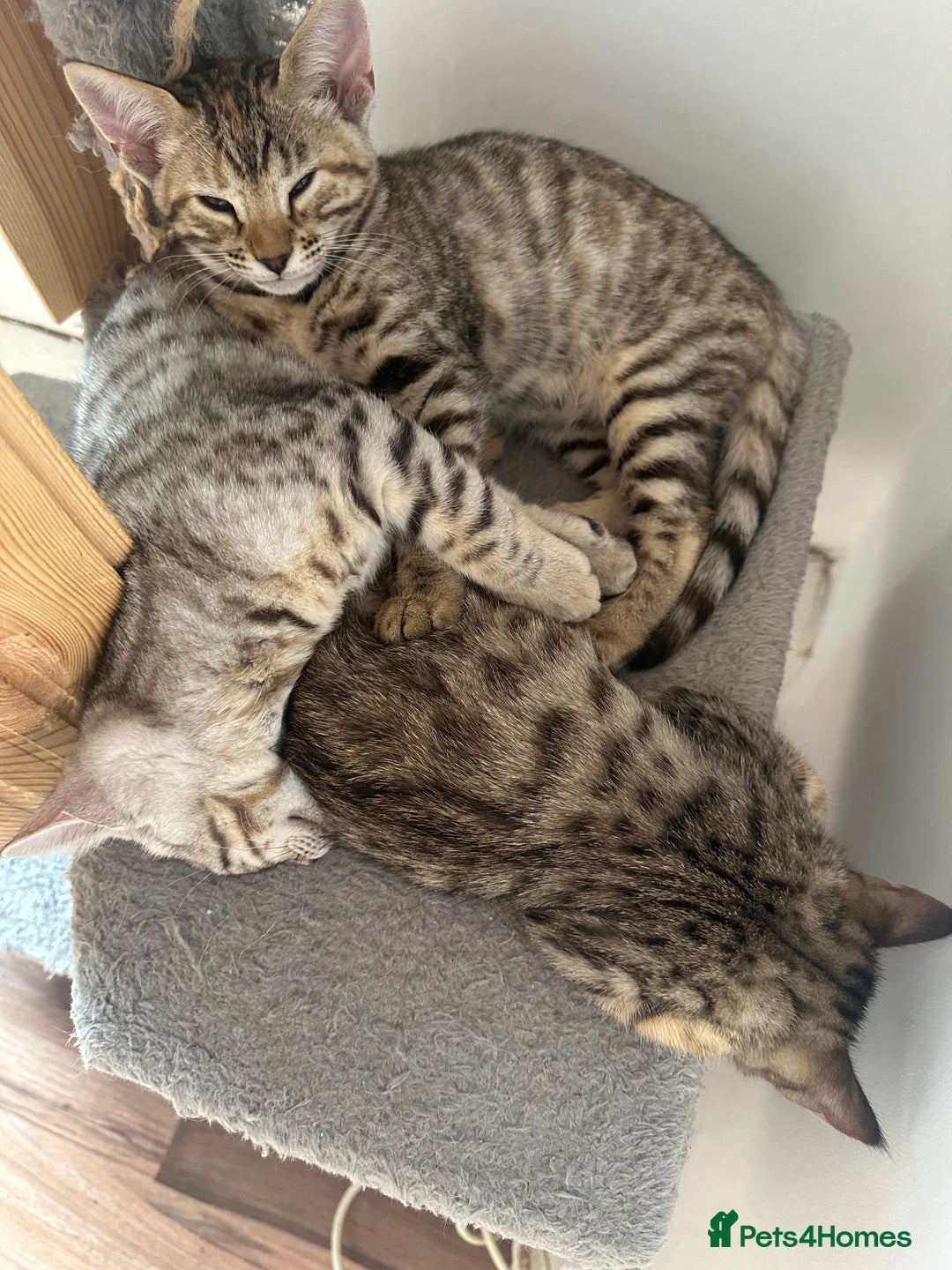 Mixed Breed cats for sale: Crossed BENGALS  - Image 19