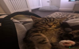 Maine Coon cats for sale: Two kittens one main cone cross and bsh cross  - Image 1