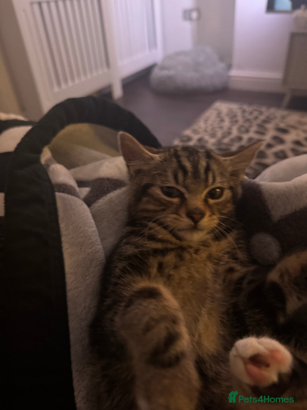 Maine Coon cats for sale: Two kittens one main cone cross and bsh cross  - Image 1
