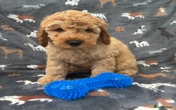 Miniature Poodle dogs for sale:  BOY MINIATURE POODLE AVAILABLE! - Image 8