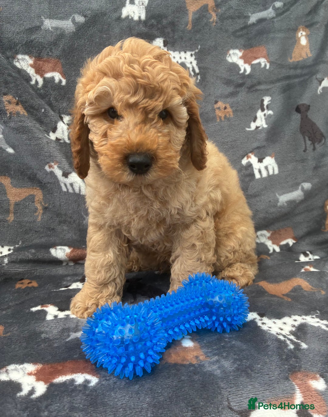 Miniature Poodle dogs for sale:  BOY MINIATURE POODLE AVAILABLE! - Image 8