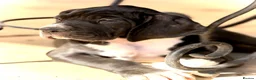 Great Dane dogs for sale: Great Danes puppies  - Advert 12
