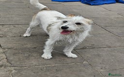 Mixed Breed dogs for adoption: 💖🐶 FAY 🐶💖 - Image 21