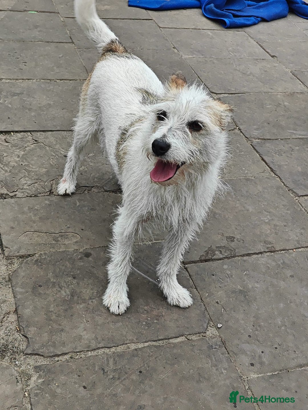 Mixed Breed dogs for adoption: 💖🐶 FAY 🐶💖 - Image 21
