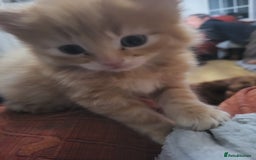 Mixed Breed cats for sale: 2 Beautiful Ginger Male Kittens.  - Image 16