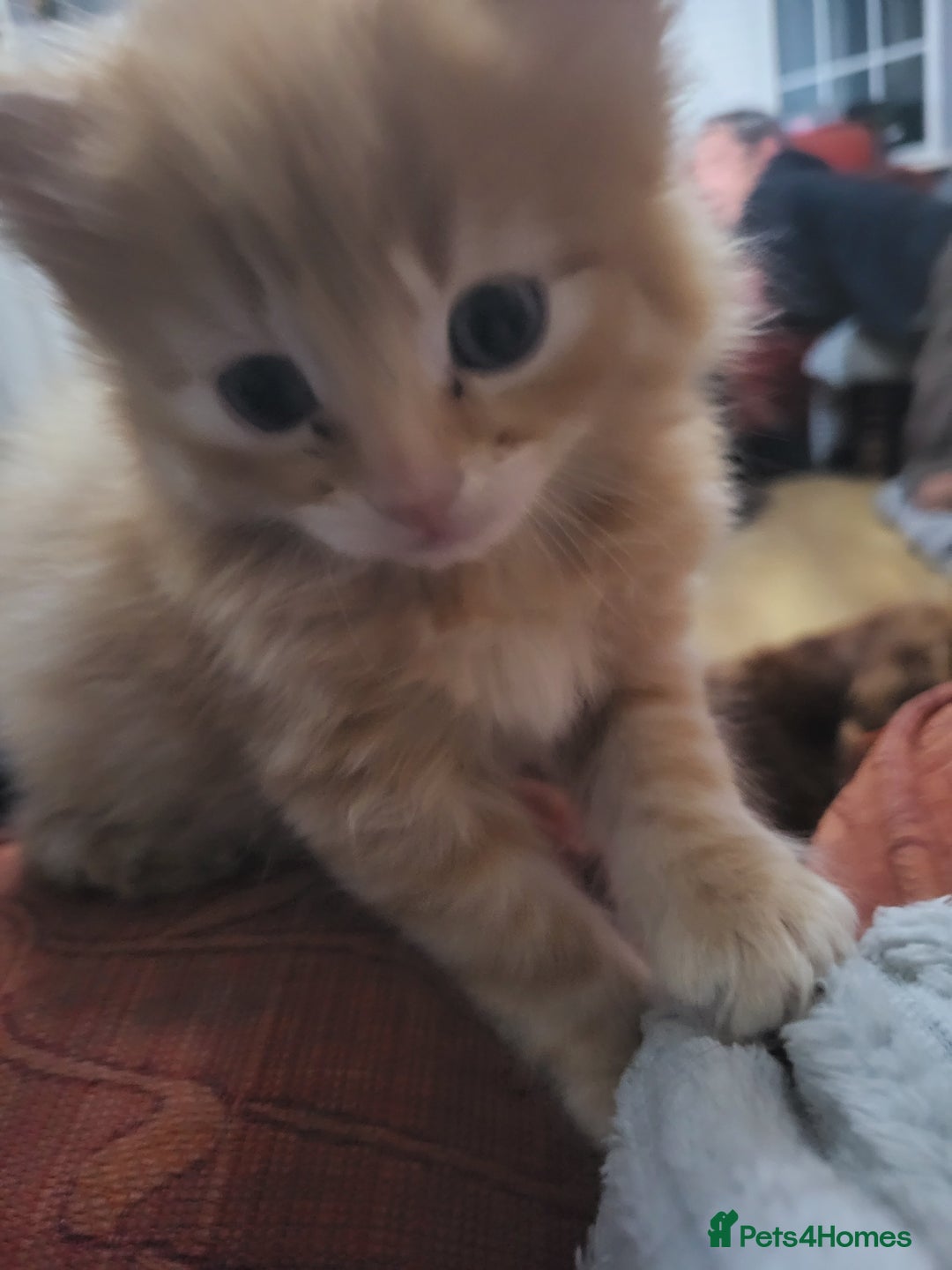 Mixed Breed cats for sale: 2 Beautiful Ginger Male Kittens.  - Image 16