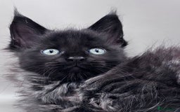Maine Coon cats for sale: Stunning Maine Coon Kittens  - Image 5