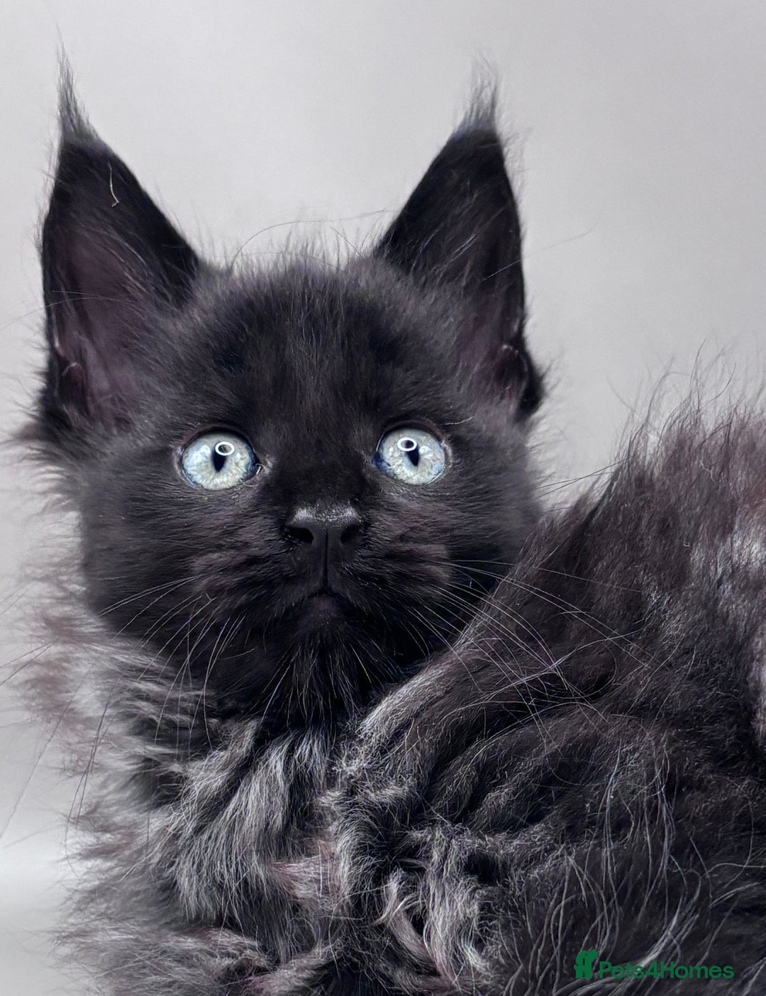 Maine Coon cats for sale: Stunning Maine Coon Kittens  - Image 5