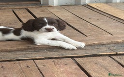 English Springer Spaniel dogs for sale: Beautiful pedigree springer spaniels  - Image 22