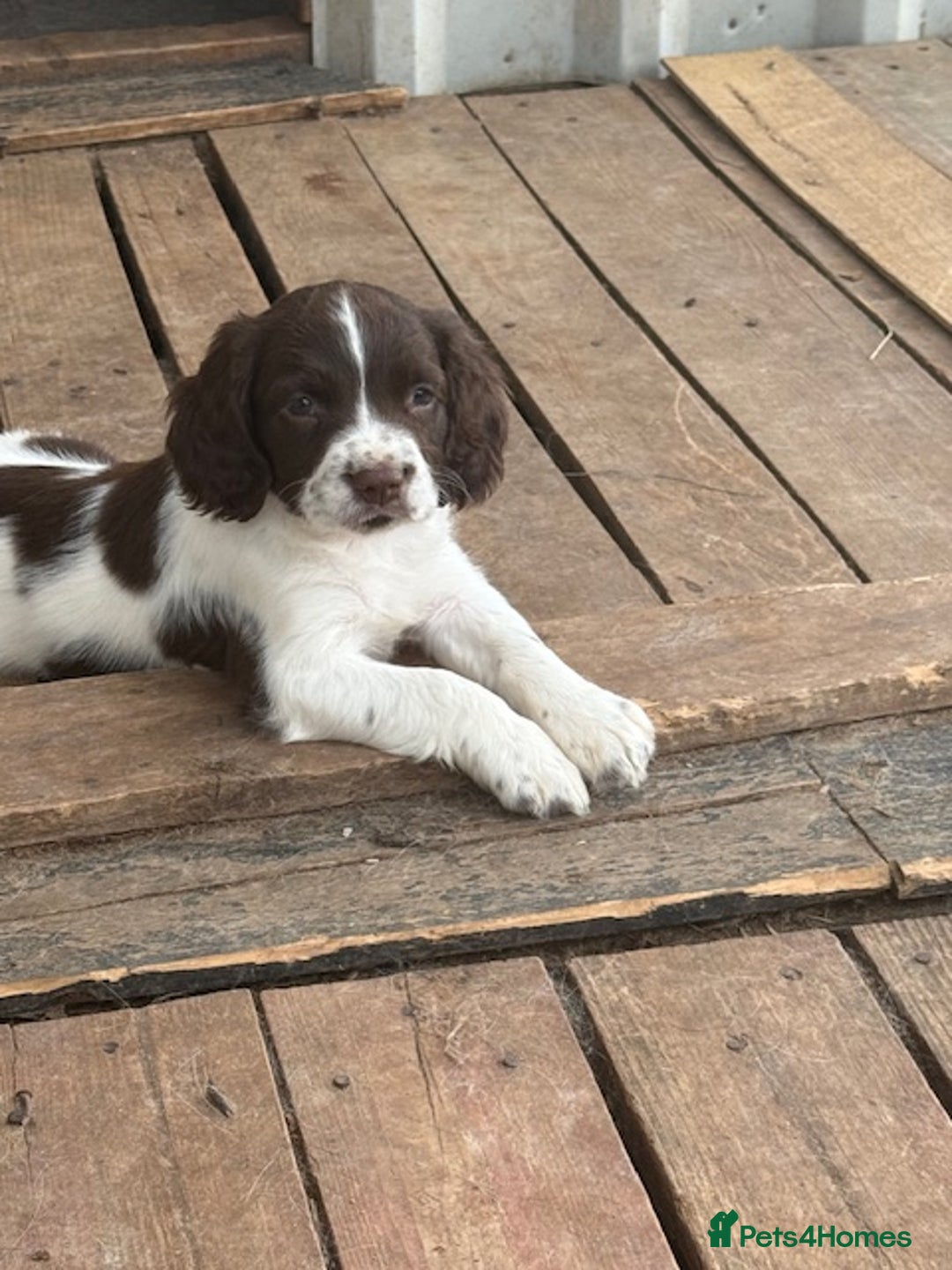 English Springer Spaniel dogs for sale: Beautiful pedigree springer spaniels  - Image 22