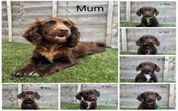 Mixed Breed dogs for sale: Top Quality F1 Docker Puppies - Image 5