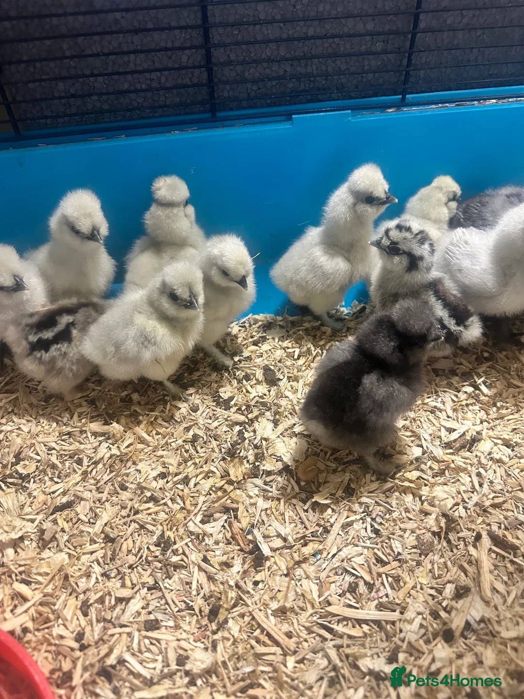 Chickens poultry for sale: Silkie chicks - Advert 3