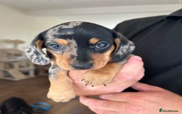 Miniature Dachshund dogs for sale: Miniature Dachshund Puppies - Image 7