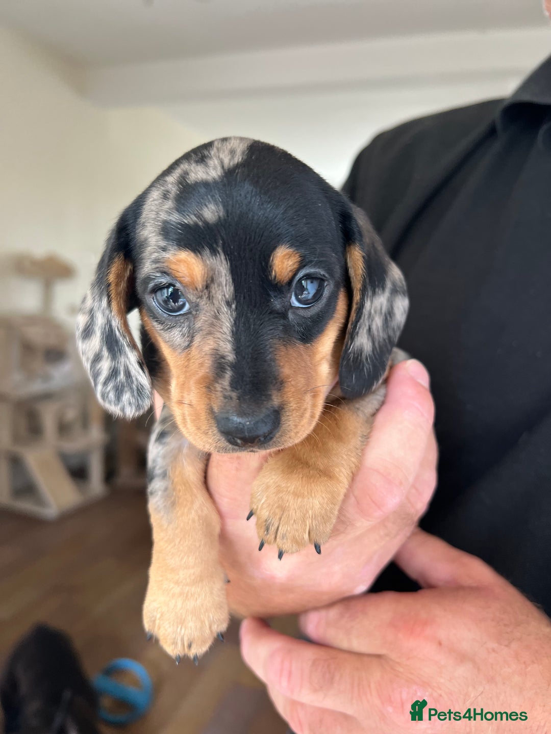 Miniature Dachshund dogs for sale: Miniature Dachshund Puppies - Image 7