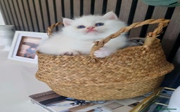 British Shorthair cats for sale: GCCF Chunky Silver tipped health tested parents - Image 2