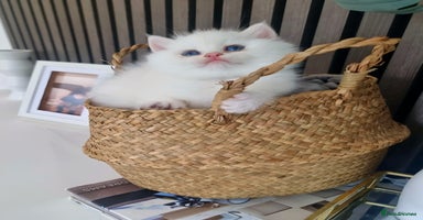 British Shorthair cats - Advert 13