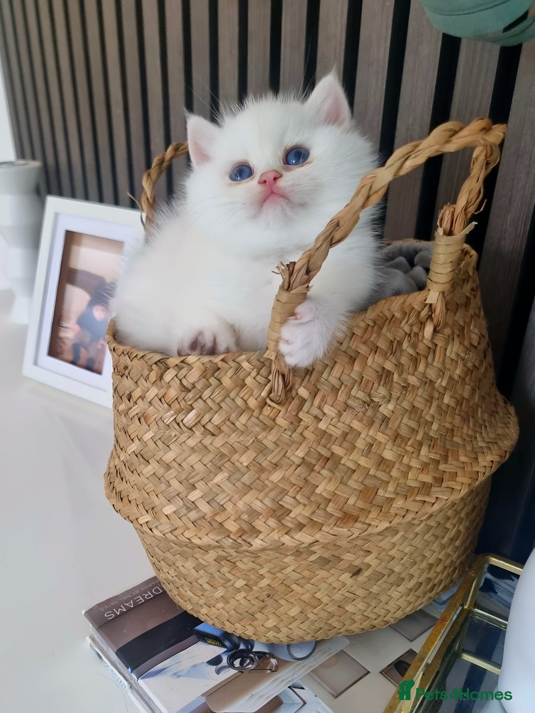 British Shorthair cats for sale: GCCF Chunky Silver tipped health tested parents - Image 2