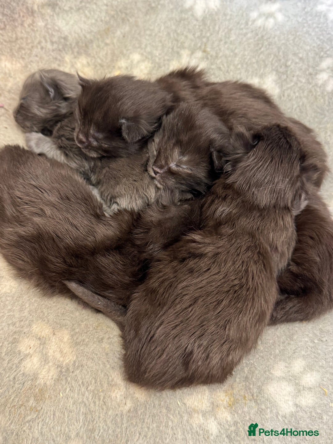 Maine Coon cats for sale: Black Smoke & Blue Smoke Maine Coon Kittens - Advert 3