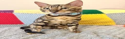 Bengal cats for sale: Friendly & Sociable Bengal Male Kitten  in London - Advert 3