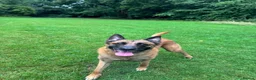 Belgian Shepherd Dog dogs for stud: Belgian Malinois for Stud - Advert 5