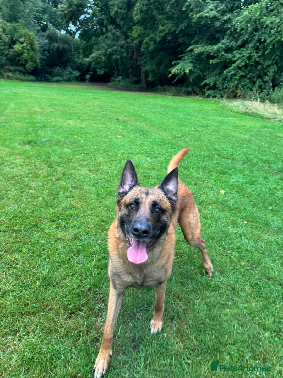 Belgian Shepherd Dog dogs for stud: Belgian Malinois for Stud - Advert 5