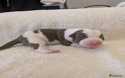 Mixed Breed dogs for sale: Cockerbull puppies  - Image 22