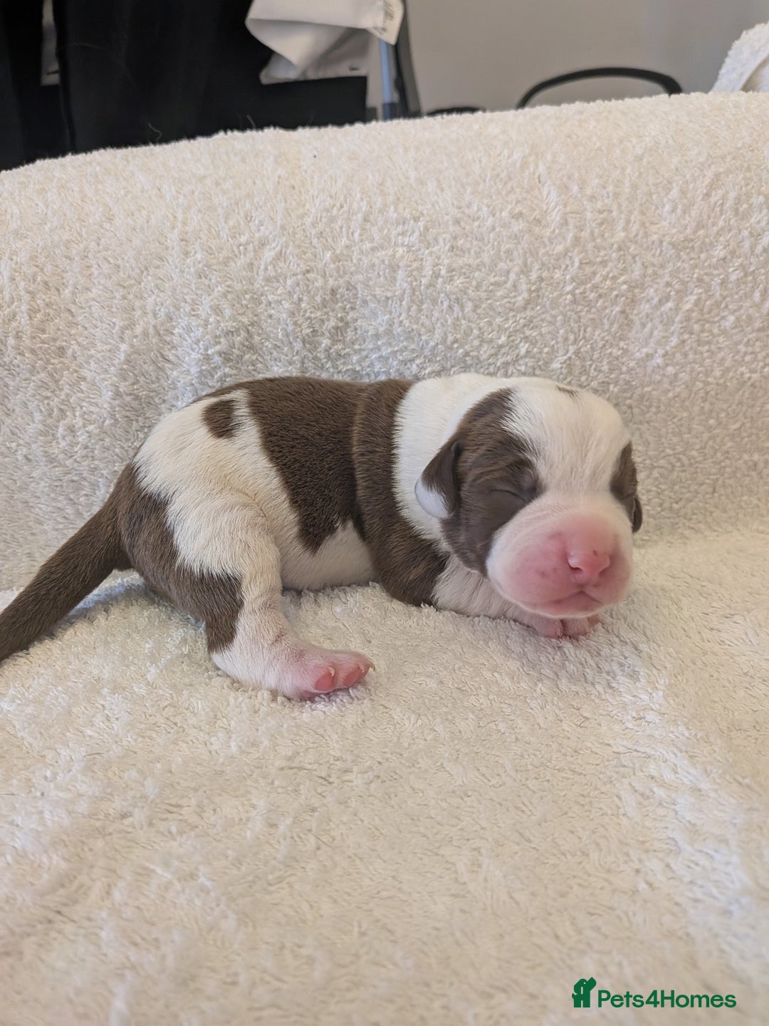 Mixed Breed dogs for sale: Cockerbull puppies  - Image 22