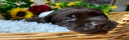 Labrador Retriever dogs for sale: STUNNING Chocolate Labrador Puppies  - Advert 27