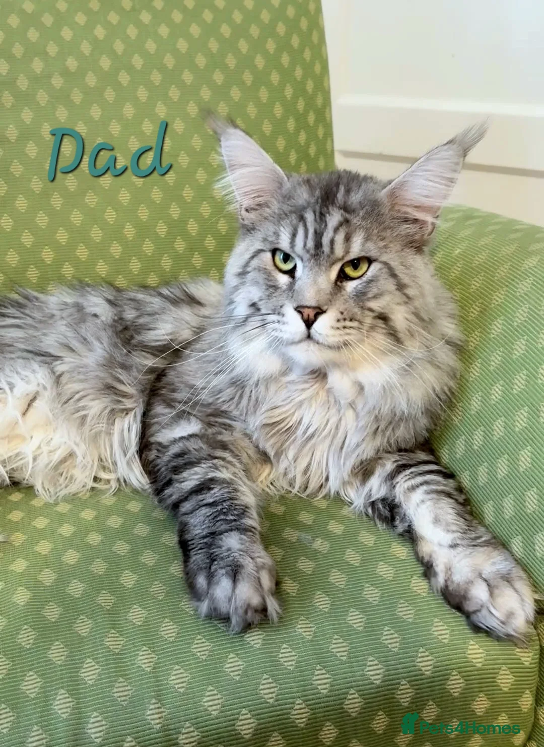 Maine Coon cats for sale: Sweet and Beautiful Pure Breed Maine Coon Kittens - Advert 19